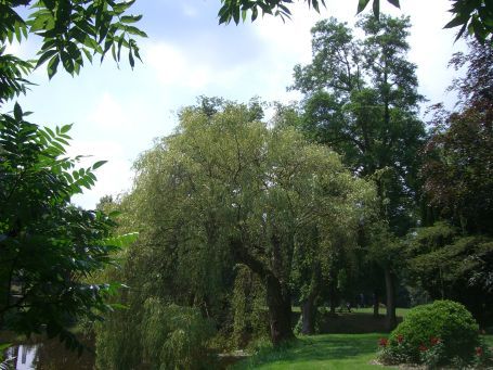 Bergen : Kasteel Well, im Garten des Schlosses